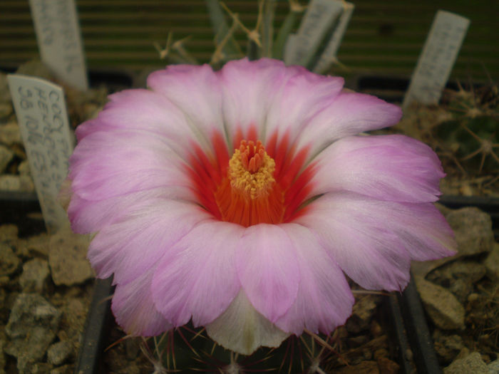 THELOCACTUS BICOLOR - AAA CACTUSI 2014