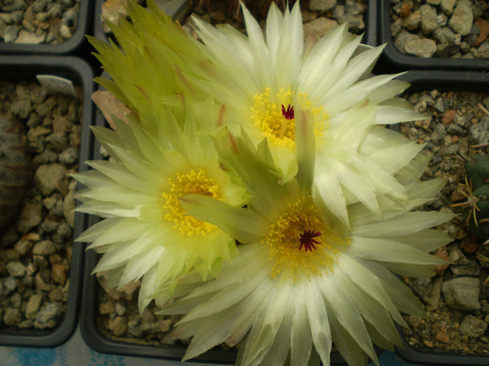 PARODIA GRASIGIBBA - AAA CACTUSI 2014