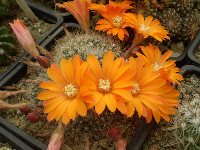 REBUTIA FLAVISTYLA - AAA CACTUSI 2014