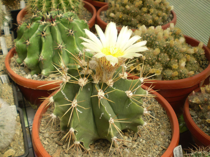 ASTROPHTYUM ORNATUM - AAA CACTUSI 2014