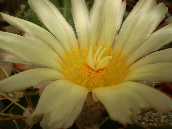 ASTROPHTYUM ORNATUM - AAA CACTUSI 2014