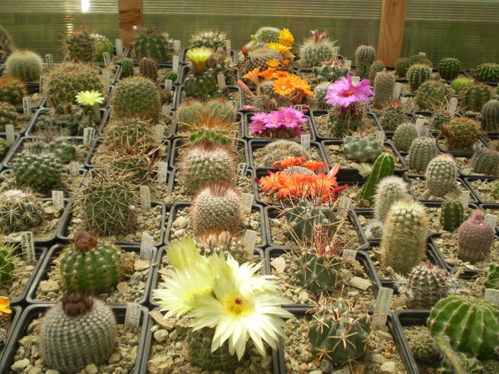 P4130127 - AAA CACTUSI 2014