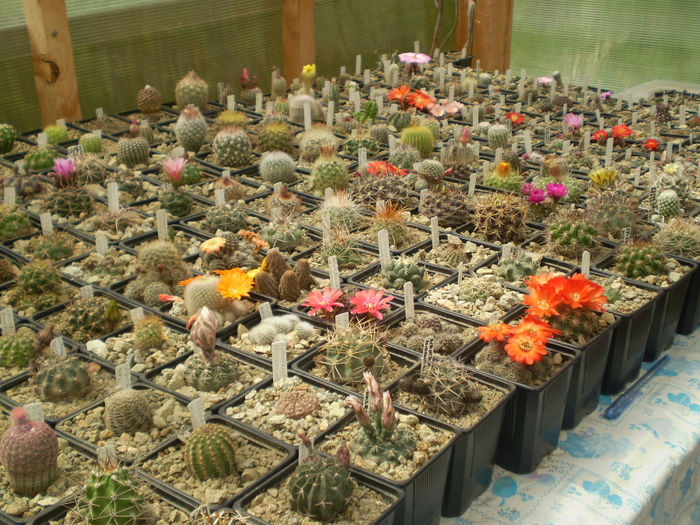 P4130129 - AAA CACTUSI 2014
