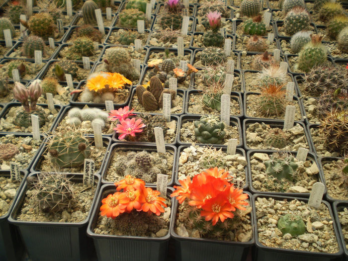 P4130130 - AAA CACTUSI 2014