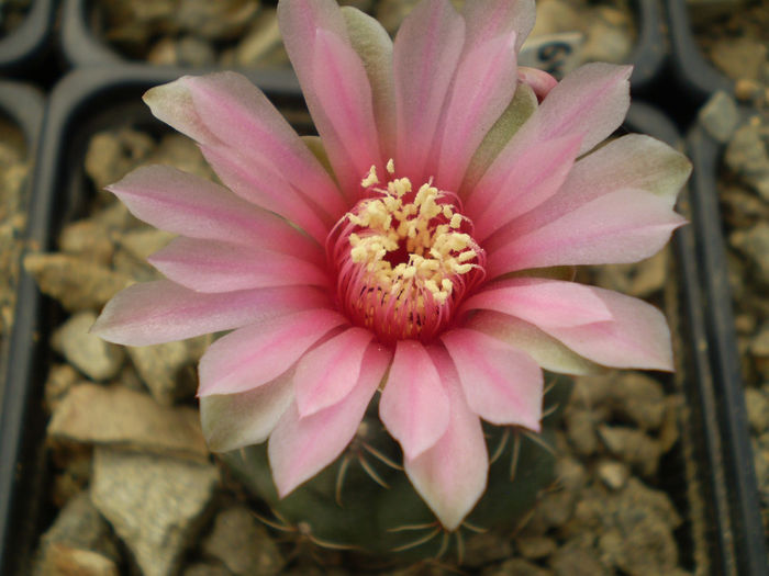 GYMNOCALYCIUM BALDIANUM - AAA CACTUSI 2014