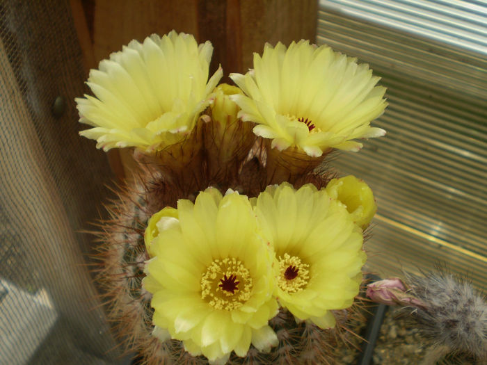 NOTOCACTUS SCHLOSSERI - AAA CACTUSI 2014