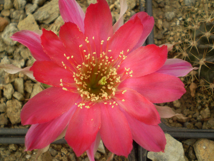 LOBIVIA ROSEIFLORA - AAA CACTUSI 2014