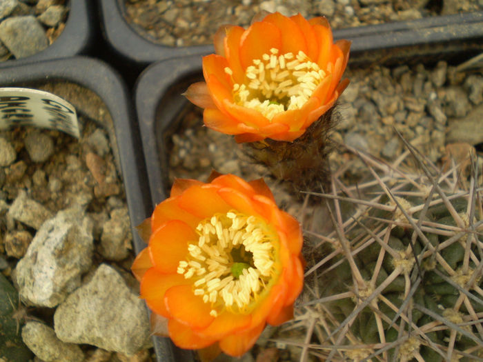 ACANTHOCALYCIUM - AAA CACTUSI 2014