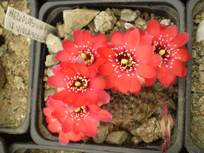 P4160173 - AAA CACTUSI 2014