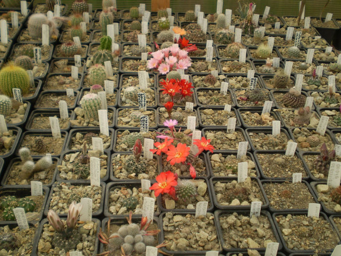 P4160189 - AAA CACTUSI 2014