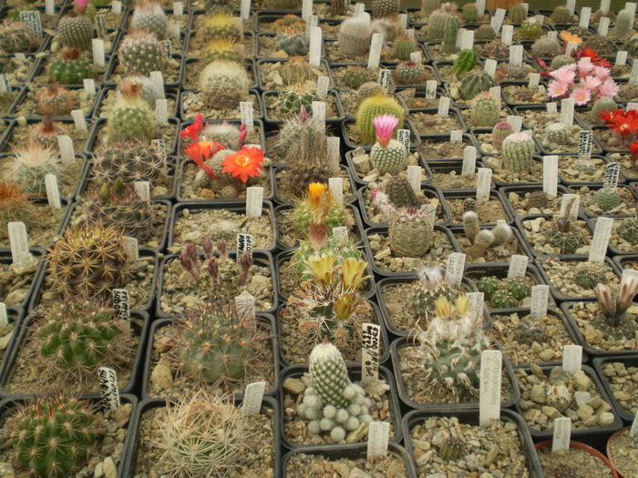 P4160190 - AAA CACTUSI 2014