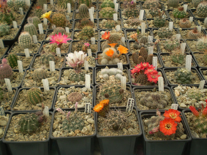 P4160191 - AAA CACTUSI 2014