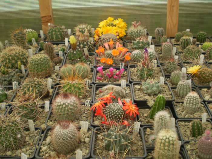 P4160192 - AAA CACTUSI 2014