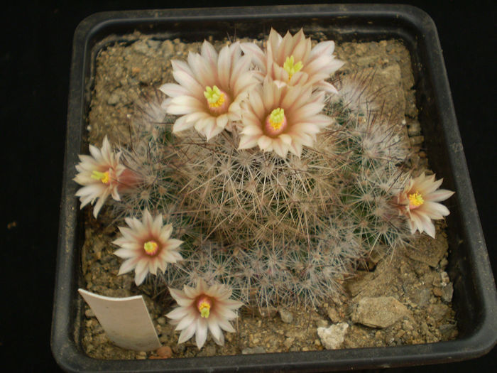 ESCOBARIA ZILZIANA - AAA CACTUSI 2014