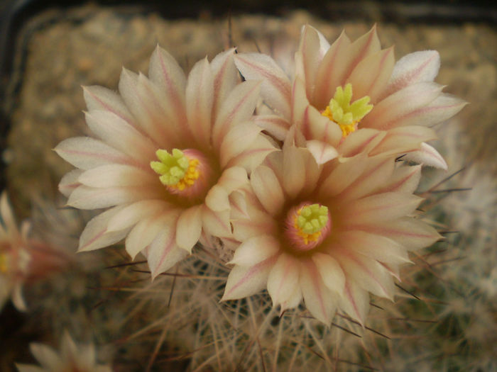 ESCOBARIA ZILZIANA - AAA CACTUSI 2014