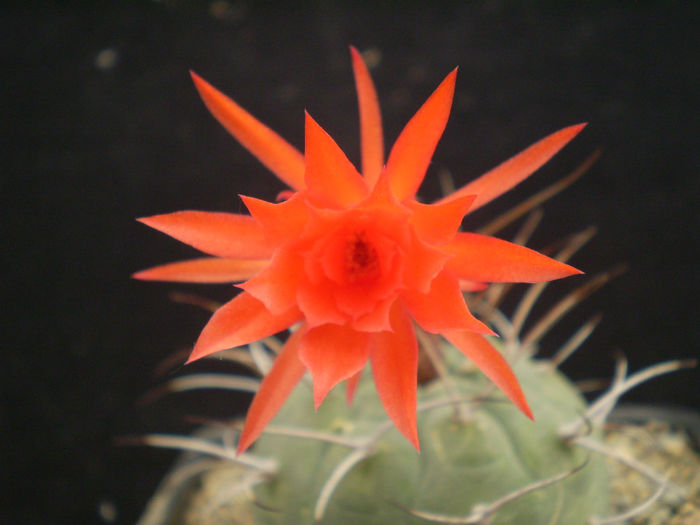 MATUCANA MADISONIORUM - AAA CACTUSI 2014