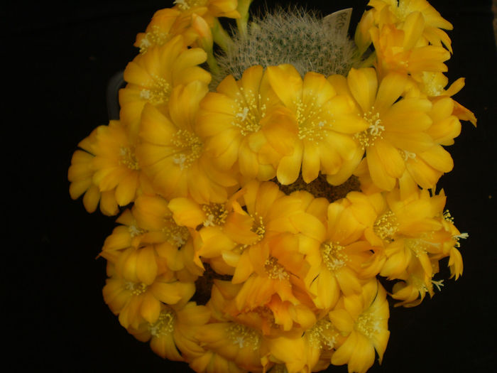 REBUTIA SENILIS KESSELERINGIANA - AAA CACTUSI 2014