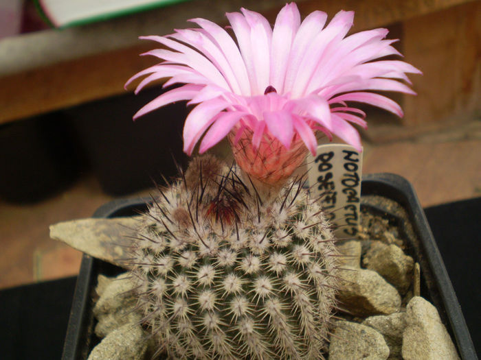 P4160236 - AAA CACTUSI 2014