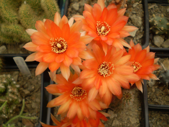 CHAMAECEREUS HYBRID