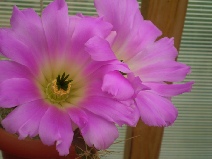 ECHINOCEREUS BLANKII