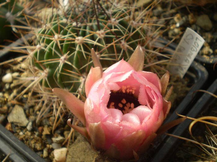 LOBIVIA JAJOIANA CV ANEMONE