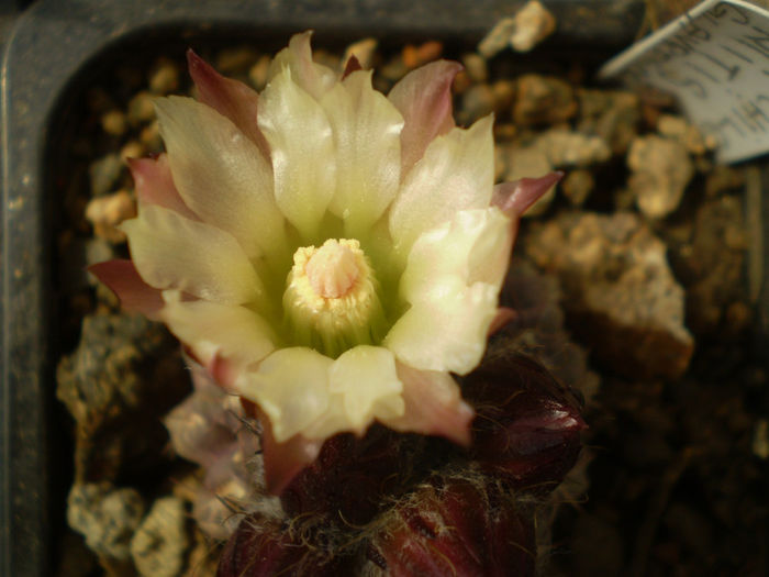 NEOPORTERIA MITIS
