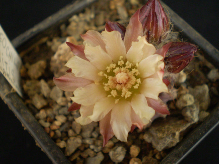 P4160322 - AAA CACTUSI 2014