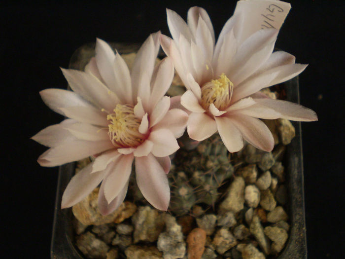 GYMNOCALYCIUM - AAA CACTUSI 2014