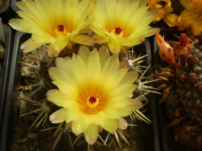 NOTOCACTUS SCHLOSSERI