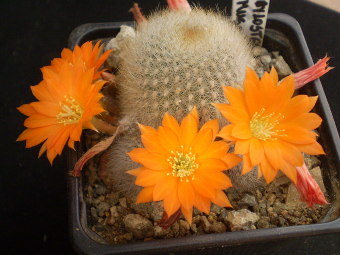 AYLOSTERA MUSCULA - AAA CACTUSI 2014