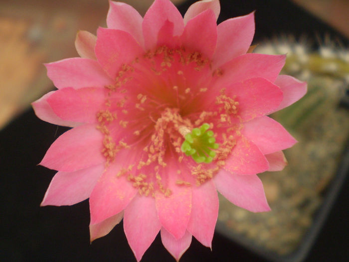 ECHINOCEREUS PENTHALOPHUS