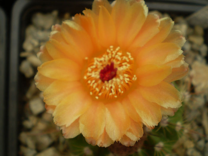 NOTOCACTUS OTTONIS V JANOUSEK