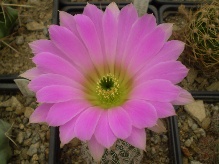 ECHINOCEREUS FITCHII
