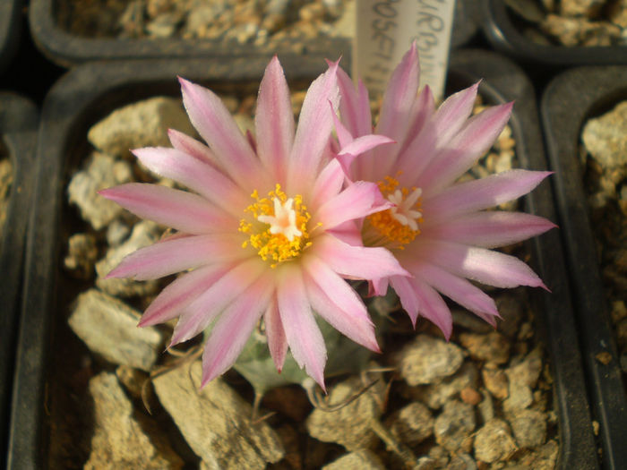 TURBINICARPUS ROSEIFLORUS