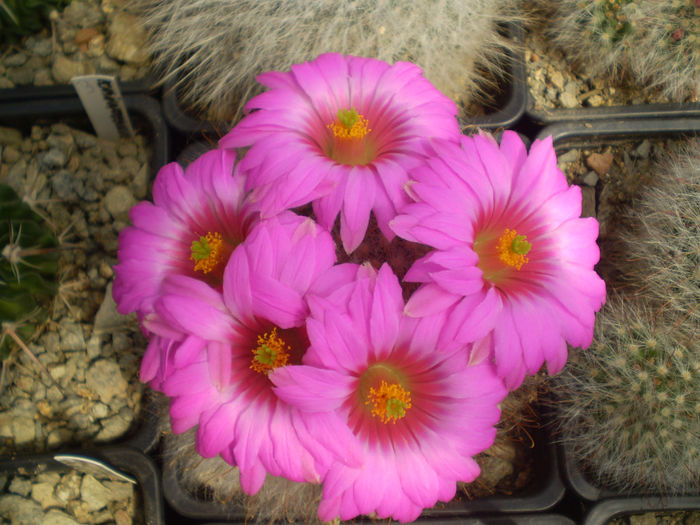 P4240596 - AAA CACTUSI 2014