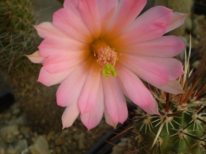 ECHINOCEREUS GENTRY