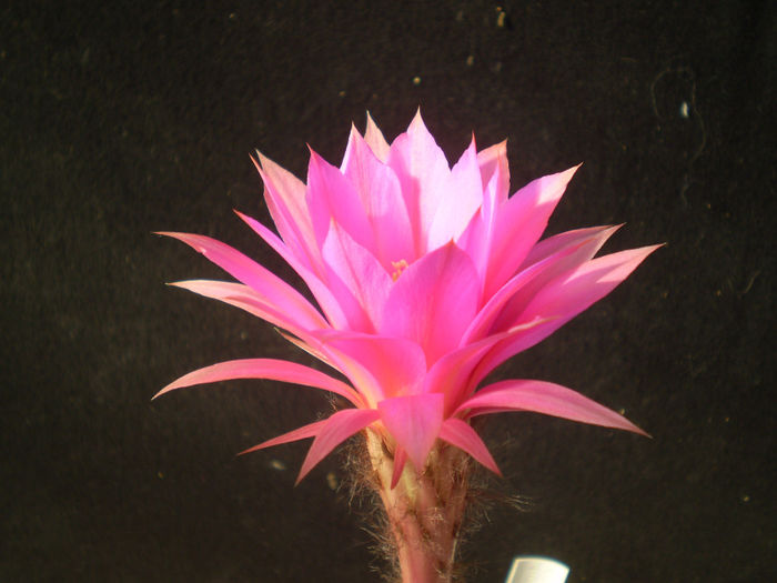ECHINOPSIS VIOLET BEUTY