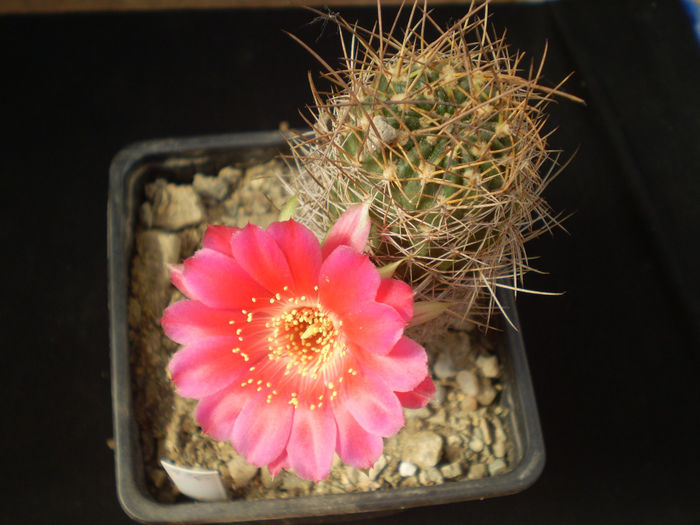 P4290765 - AAA CACTUSI 2014