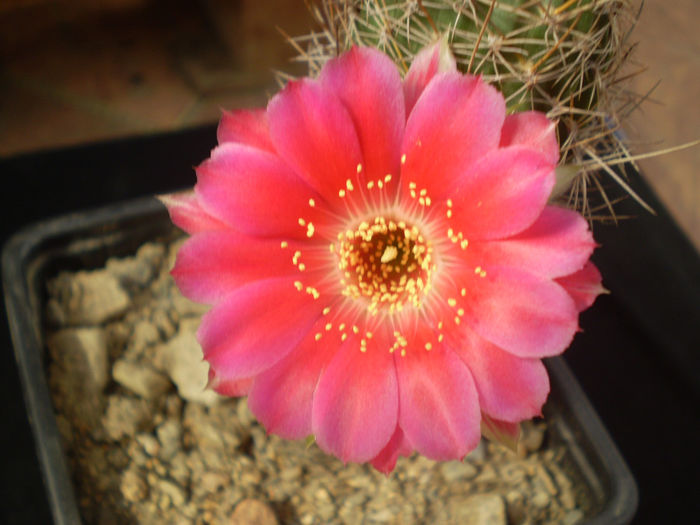 P4290766 - AAA CACTUSI 2014