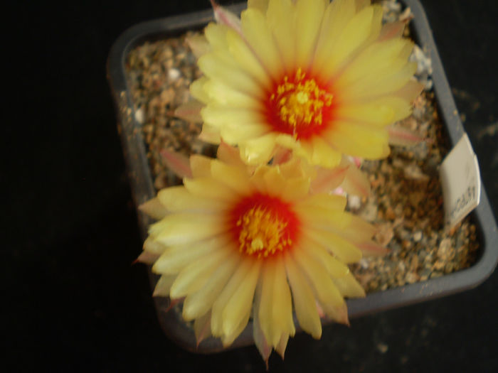 ASTROPHYTUM HY - AAA CACTUSI 2014