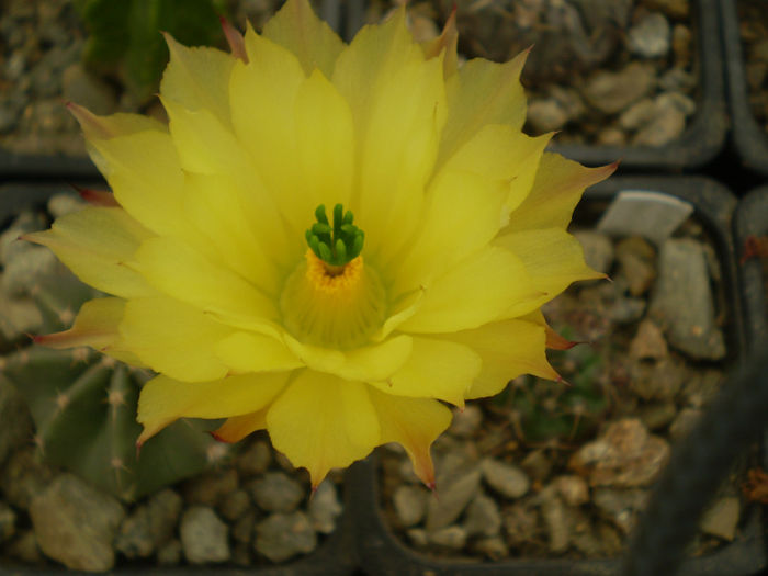 P4300785 - AAA CACTUSI 2014