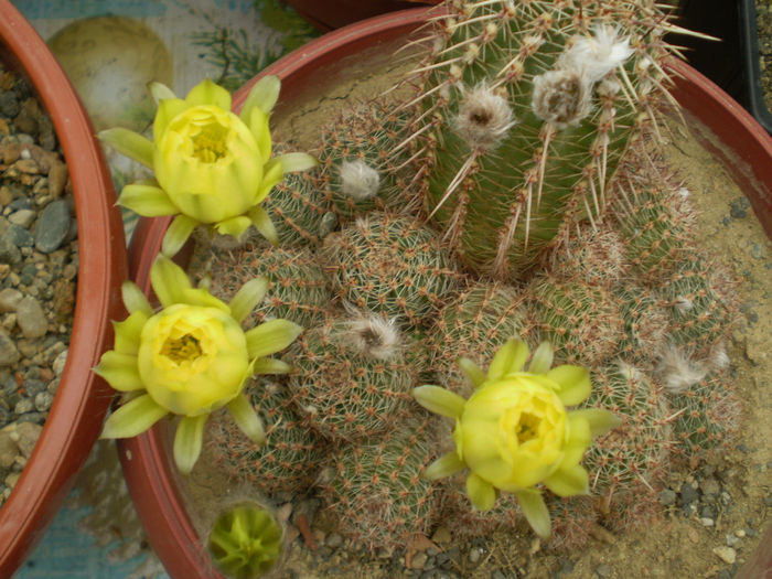 LOBIVIA AUREA - AAA CACTUSI 2014