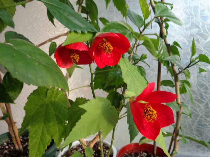 Abutilon rosu(3-06-2014) Abutilon rosu(3-06-2014)