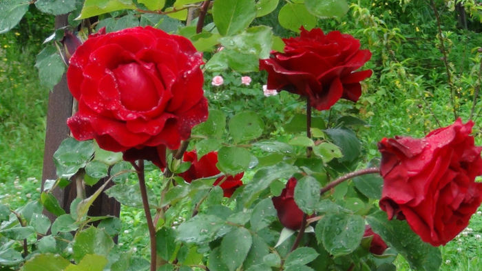 DSC01413 - h-trandafiri2014-1