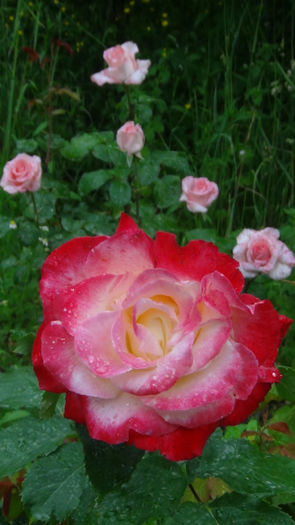 DSC01416 - h-trandafiri2014-1