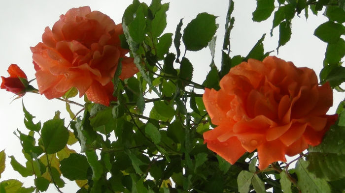 DSC01428 - h-trandafiri2014-1