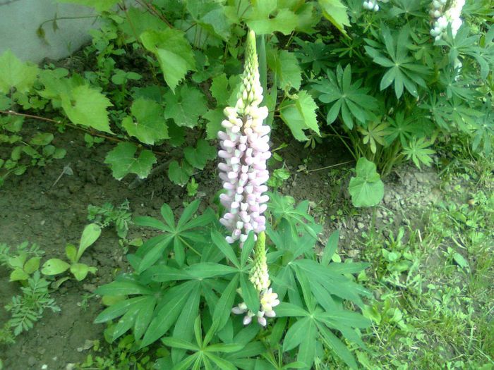 DOC POZE 011 - A___PRIMAVARA-VARA 2014