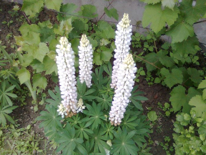 DOC POZE 013 - A___PRIMAVARA-VARA 2014