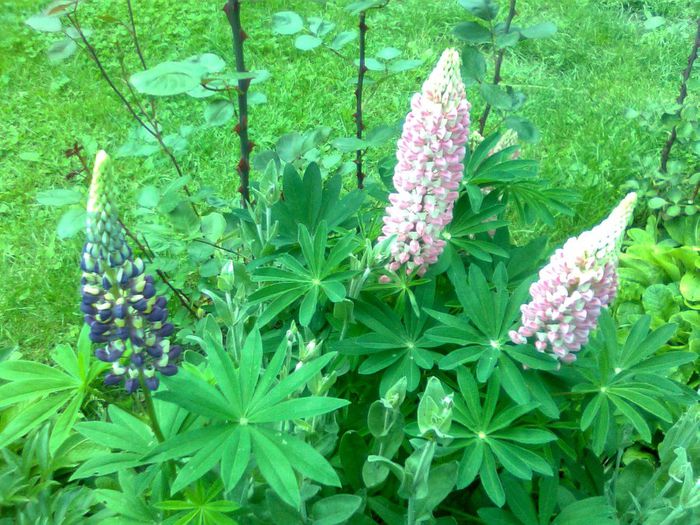 DOC POZE 015 - A___PRIMAVARA-VARA 2014