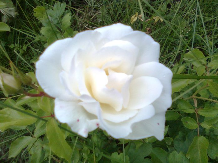 DOC POZE 004 - A___PRIMAVARA-VARA 2014